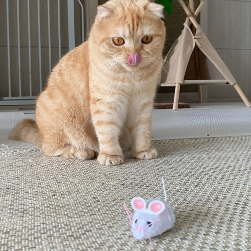 헥스버그 마우스 캣토이 고양이장난감 사냥놀이